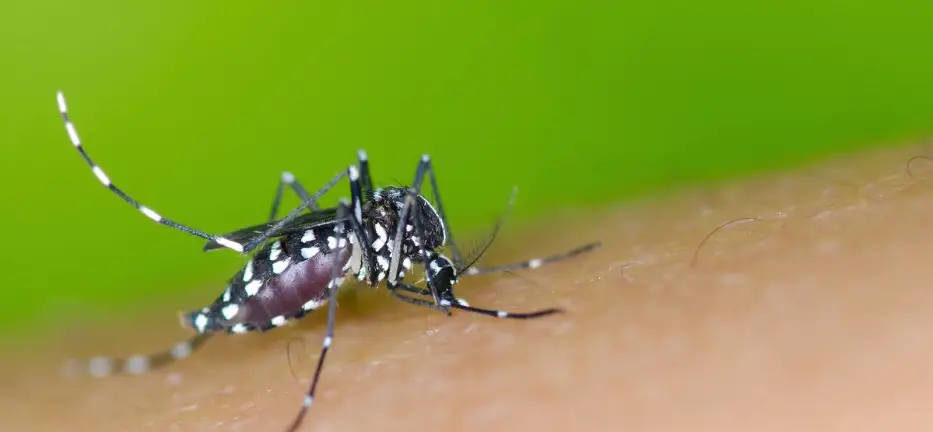 How Taiwan Can Prepare for the Next Dengue Fever Crisis