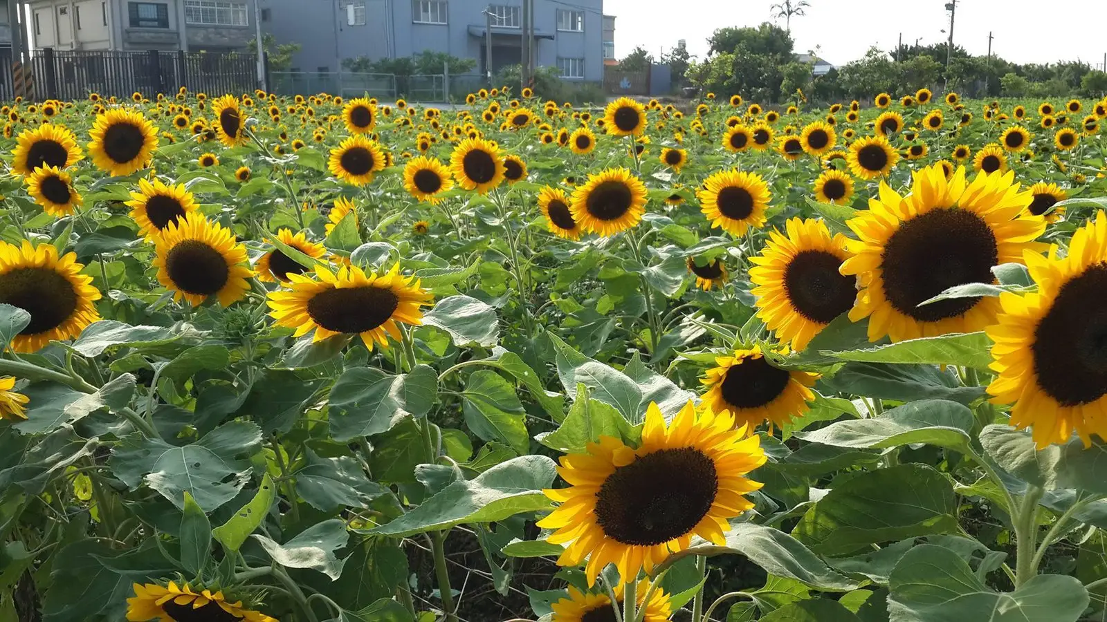 Taiwan After the Sunflowers: Continuities and Uncertainties
